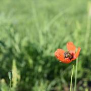 храм святой Марии Магдалины, Троица