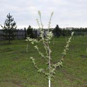 храм св.Марии Магдалины